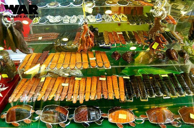 Showroom Làng Cá Sấu Sài Gòn trưng bày dây đồng hồ da cá sấu
