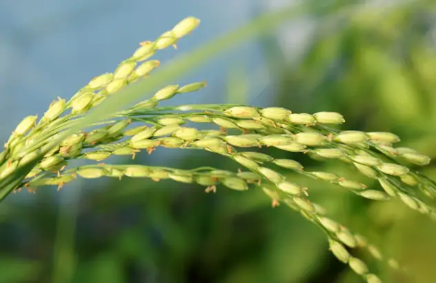 Phân Tích Sâu Sắc Bài 'Một Thứ Quà Của Lúa Non: Cốm' Của Thạch Lam