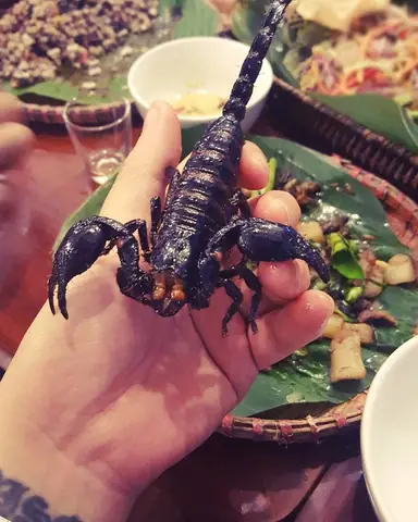 2. Bò cạp Bảy Núi