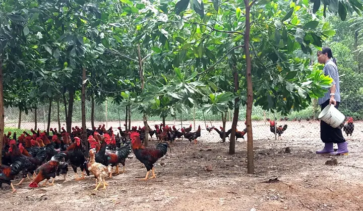 Đặc sản Ba Vì làm quà: Gợi ý quà tặng độc đáo và ý nghĩa