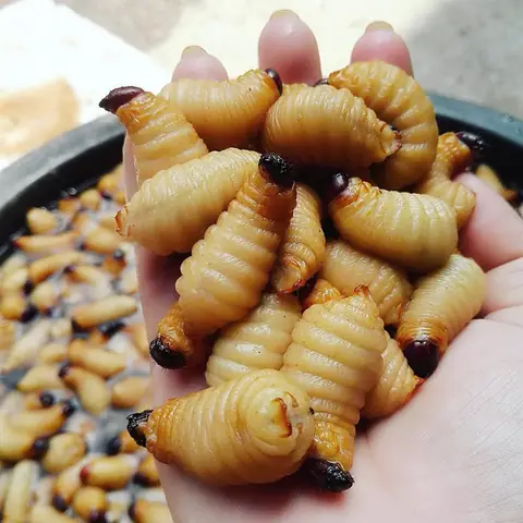 6. Đuông chà là