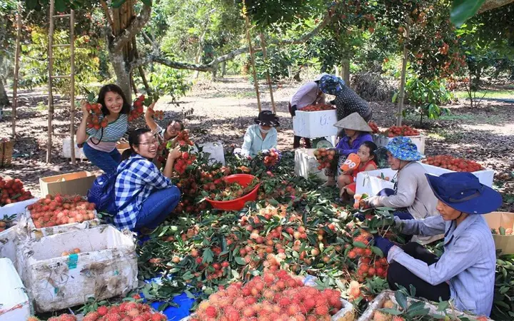 Đặc Sản Bình Dương Mua Về Làm Quà: Gợi Ý Chọn Lựa Hấp Dẫn