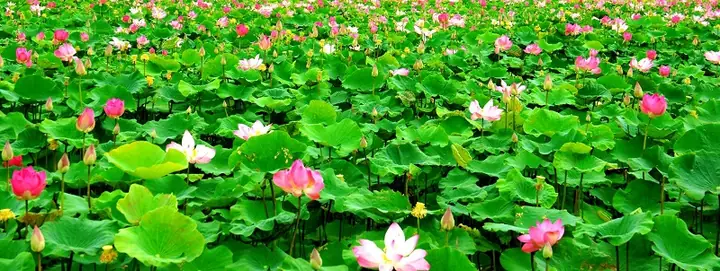 Các Đặc Sản Cao Lãnh Làm Quà Tặng Độc Đáo Từ Vùng Đất Sen