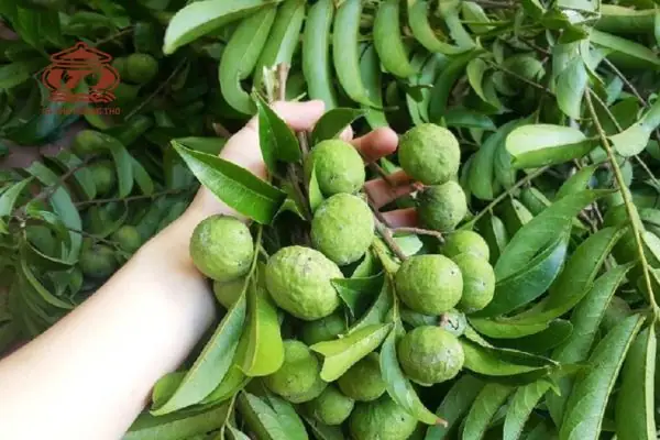 Top Đặc Sản Hà Nội Làm Quà Cho Người Nước Ngoài Độc Đáo Top Đặc Sản Hà Nội Làm Quà Cho Người Nước Ngoài Độc Đáo