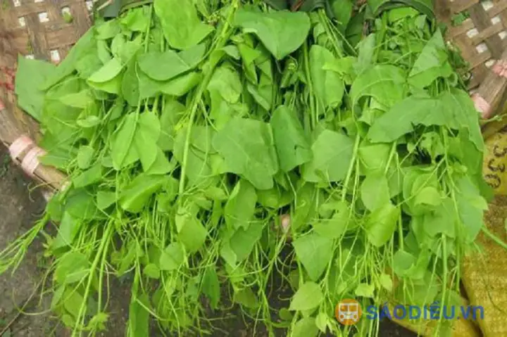 Rau bò khai Rau bò khai