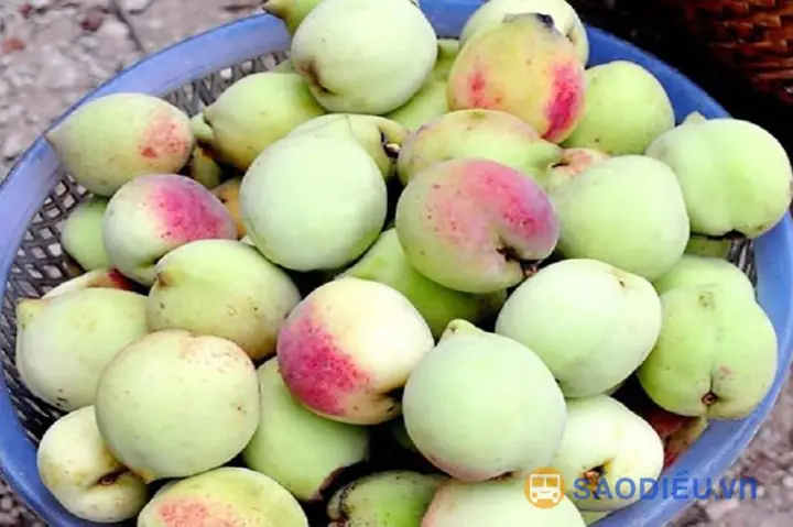 Đào Mẫu Sơn Đào Mẫu Sơn