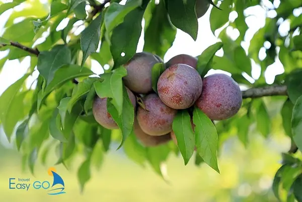 Khám Phá Đặc Sản Mộc Châu Làm Quà: Gợi Ý Tuyệt Vời