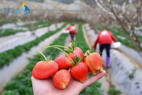 Khám Phá Đặc Sản Mộc Châu Làm Quà: Gợi Ý Tuyệt Vời