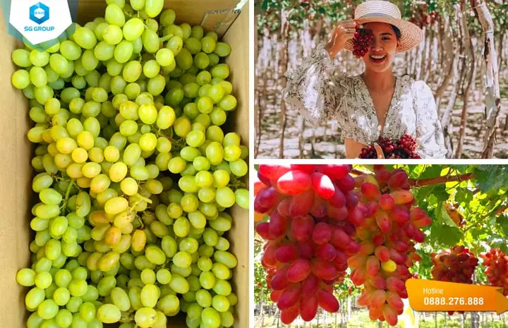 Đặc Sản Ninh Thuận Làm Quà: Nên Chọn Món Nào Hấp Dẫn?