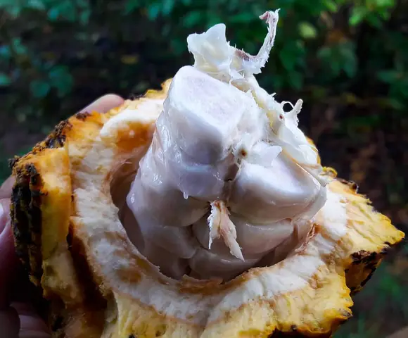 Đi Lào mua quà gì? Gợi ý quà lưu niệm và đặc sản độc đáo Đi Lào mua quà gì? Gợi ý quà lưu niệm và đặc sản độc đáo