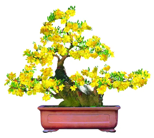 Dịch Vụ Chuyển Phát Nhanh Quà Tết: Đánh Giá & Kinh Nghiệm Chọn Lựa