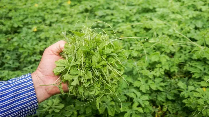Lẩu Lá Khổ Qua Rừng – Hương Vị Dân Dã, Lạ Miệng