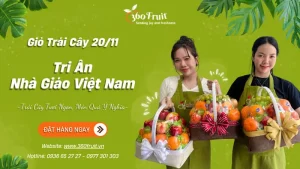 Giỏ Trái Cây Quà Tặng 20/11: Hướng Dẫn Chọn Lựa Chuẩn Nhất