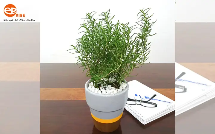 Gợi ý tặng quà cho đồng nghiệp: Nên chọn gì để vừa ý nghĩa vừa tinh tế?
