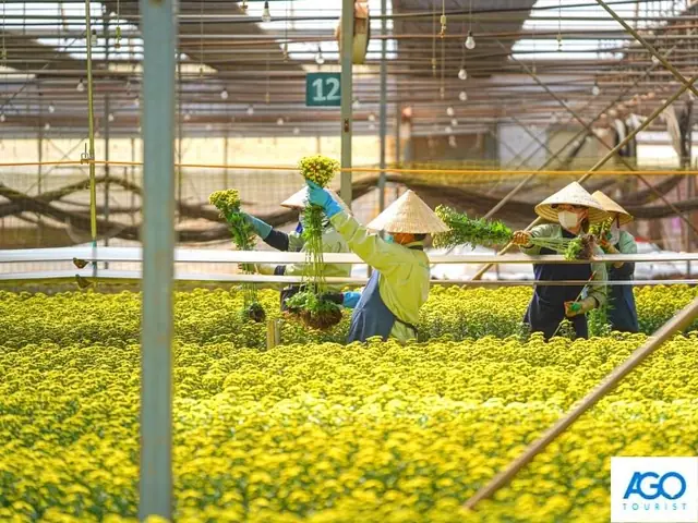 Mua Quà Đà Lạt Ở Đâu? Gợi Ý Địa Chỉ Và Đặc Sản Hấp Dẫn Nhất