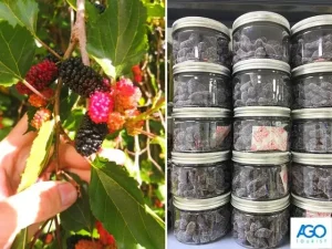 Mua Quà Đà Lạt Ở Đâu? Gợi Ý Địa Chỉ Và Đặc Sản Hấp Dẫn Nhất