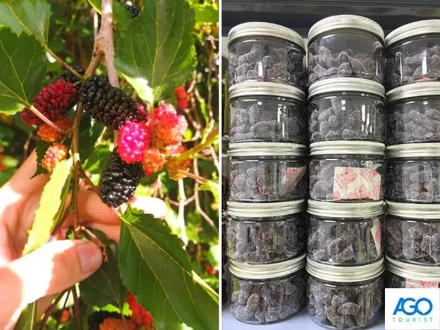 Mua Quà Đà Lạt Ở Đâu? Gợi Ý Địa Chỉ Và Đặc Sản Hấp Dẫn Nhất