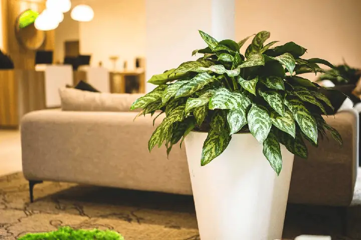 mua quà tặng sếp nam