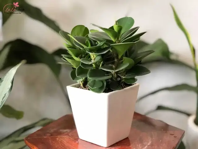 10. Chậu cây để bàn 10. Chậu cây để bàn