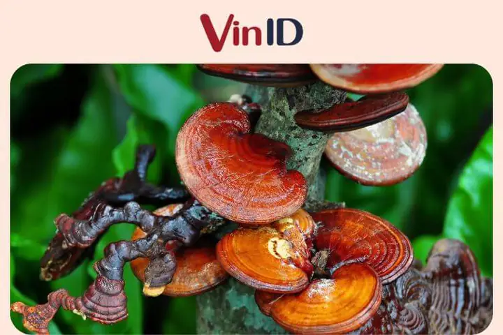 1.3. Quà tặng sức khỏe