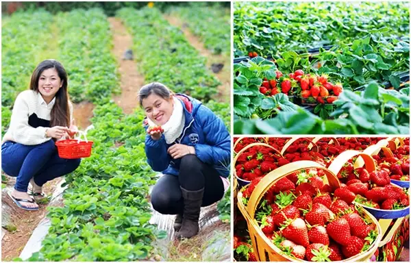 Gợi ý quà Đà Lạt cho bạn gái lãng mạn, ý nghĩa