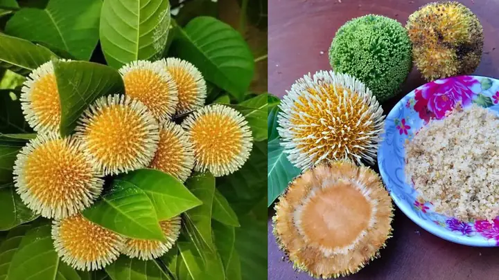 Khám Phá Quà Đặc Sản Ninh Bình Ý Nghĩa Nhất Cho Mọi Người Khám Phá Quà Đặc Sản Ninh Bình Ý Nghĩa Nhất Cho Mọi Người