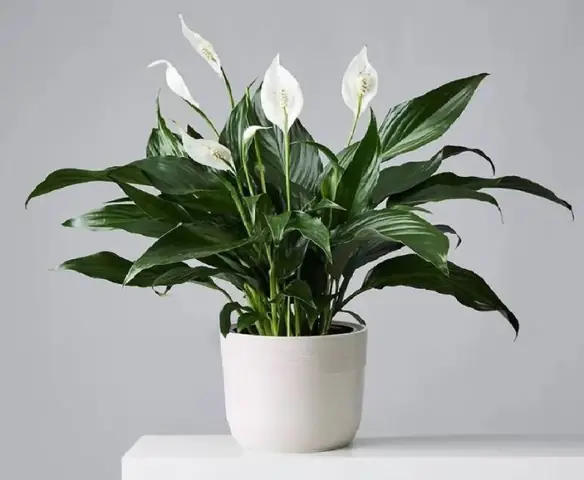 Gợi ý 50+ món **quà lưu niệm độc đáo** và ý nghĩa cho mọi dịp Gợi ý 50+ món **quà lưu niệm độc đáo** và ý nghĩa cho mọi dịp