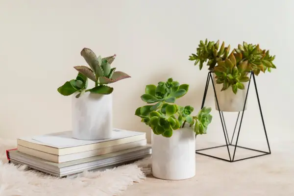 Cây cảnh mini