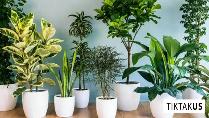 quà sinh nhật cho bố