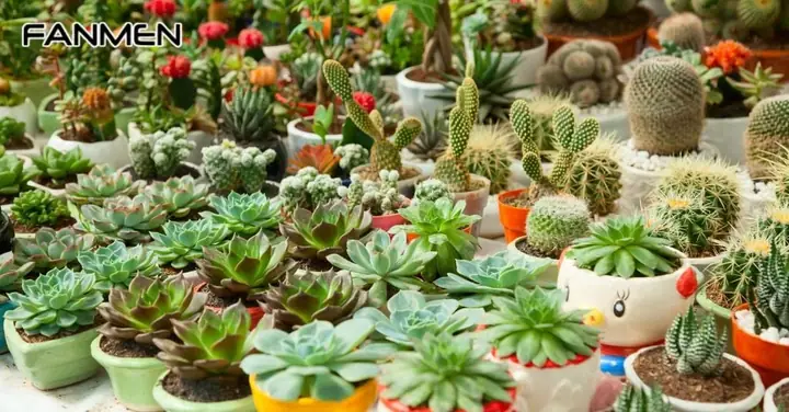 Quà Sinh Nhật Cho Nam Dưới 100K: Khám Phá Những Lựa Chọn Độc Đáo Và Ý Nghĩa Quà Sinh Nhật Cho Nam Dưới 100K: Khám Phá Những Lựa Chọn Độc Đáo Và Ý Nghĩa