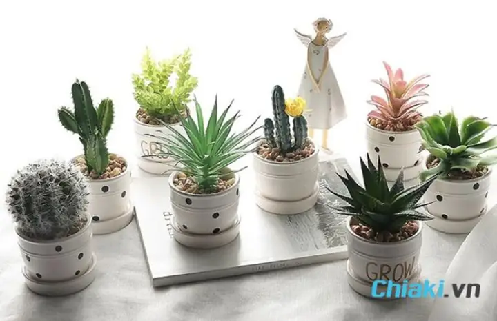 1.5. Chậu cây mini