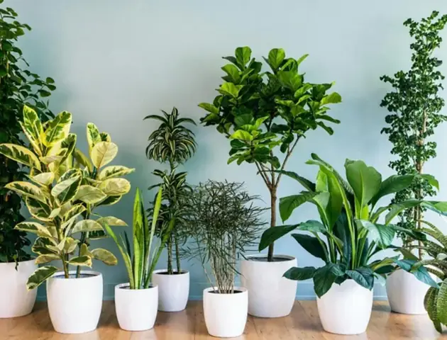 quà sinh nhật độc đáo