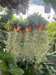 Quà tặng cây không khí: Gợi ý độc đáo và ý nghĩa cho mọi dịp