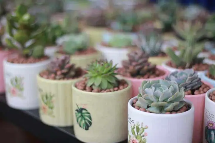 Cách Chọn Và Gợi Ý **Quà Tặng Chia Tay Cô Giáo** Thật Ý Nghĩa