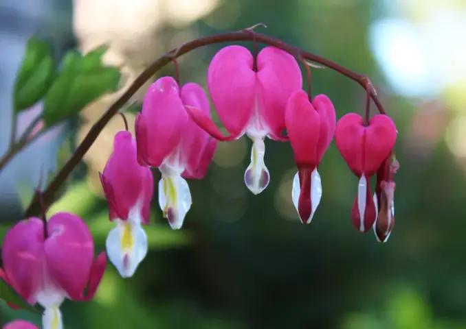 15+ Quà Tặng Chia Tay Người Yêu: Giữ Kỷ Niệm Đẹp, Mở Lối Tương Lai