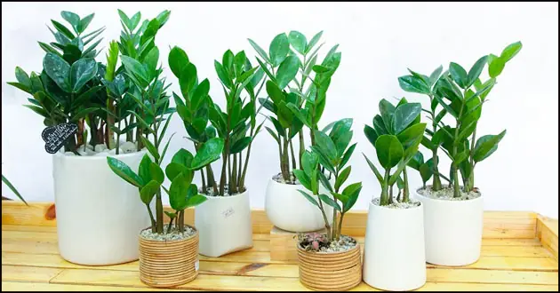 Những Món Quà Tặng Cho Sĩ Tử Ý Nghĩa Để Tiếp Sức Mùa Thi
