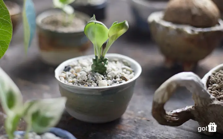 quà tặng khai trương cửa hàng