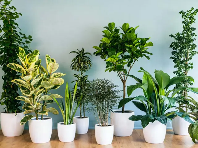 Cháº­u cÃ¢y cáº£nh