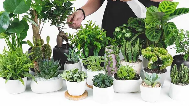 50+ Gợi Ý Quà Tặng Kỷ Niệm 40 Năm Ngày Cưới Bố Mẹ Ý Nghĩa, Độc Đáo