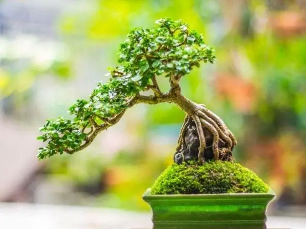 Gợi Ý Quà Tặng Sếp Cuối Năm Ý Nghĩa & Tinh Tế Nhất