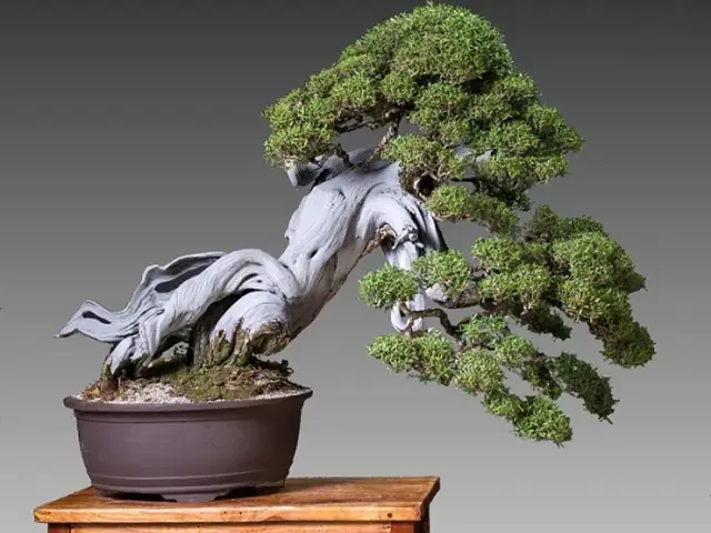 Cây bonsai/ cây phong thủy