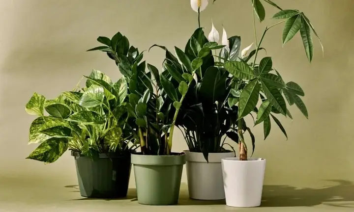 Quà Tết Cho Đồng Nghiệp: 25+ Gợi Ý Tinh Tế & Cách Chọn Quà Tết Cho Đồng Nghiệp: 25+ Gợi Ý Tinh Tế & Cách Chọn