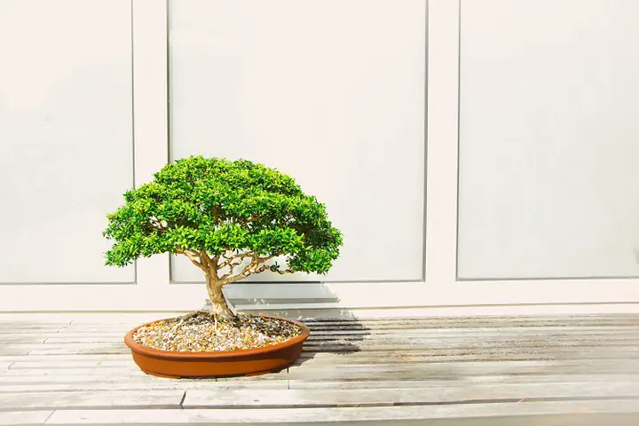 Cây tài lộc Cây tài lộc