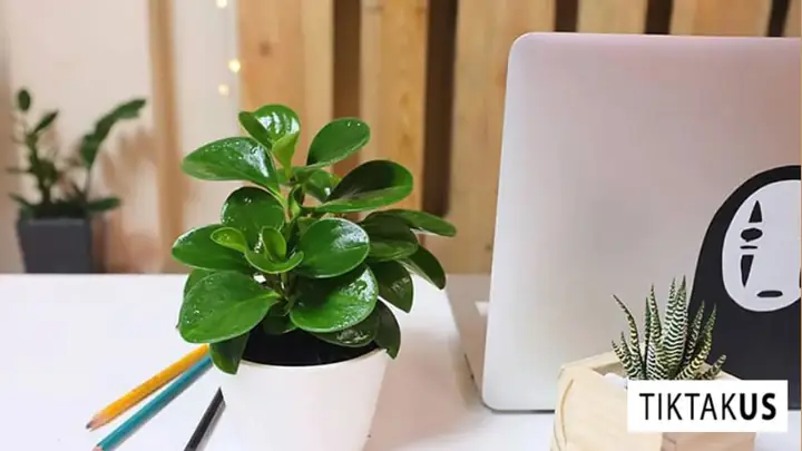 Cây cảnh để bàn