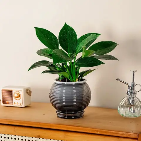 Chậu cây cảnh phong thủy