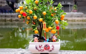 Tết Này Tặng Quà Gì? Gợi Ý Quà Tết Ý Nghĩa Cho Người Thân