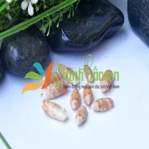 Vỏ ốc biển quà lưu niệm: Ý nghĩa, Cách chọn và Nét đẹp văn hóa