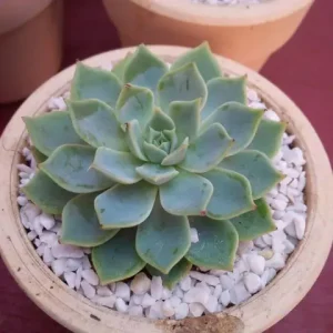 Ý nghĩa quà tặng sen đá: Điều gì ẩn sau món quà xanh này?